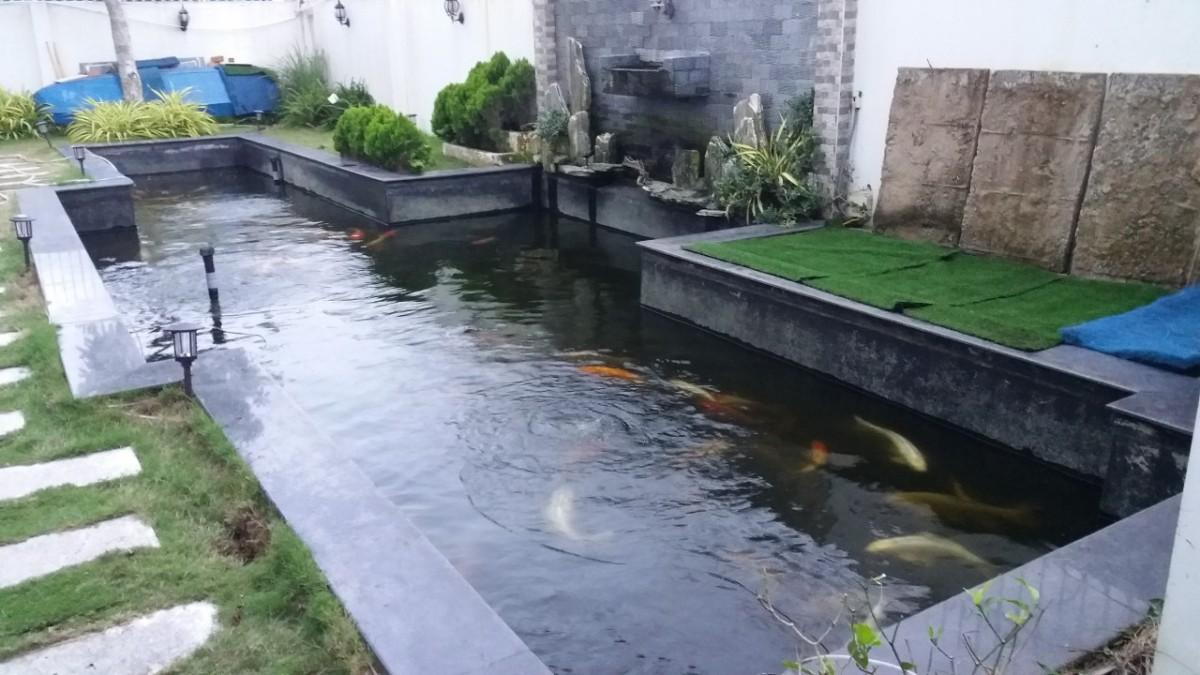 Hồ cá sử dụng sơn chống thấm