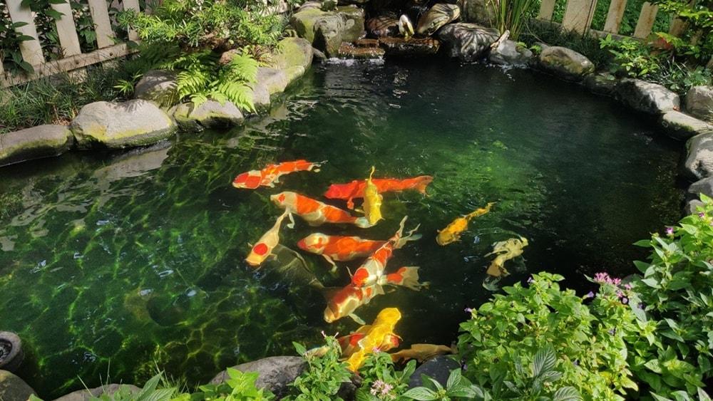 thiết kế hồ cá koi đẹp